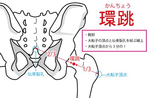 還跳穴|醫砭 » 經穴庫 » 環跳